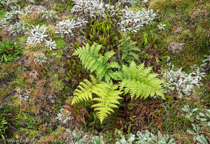 image of Capella alpine fern 1