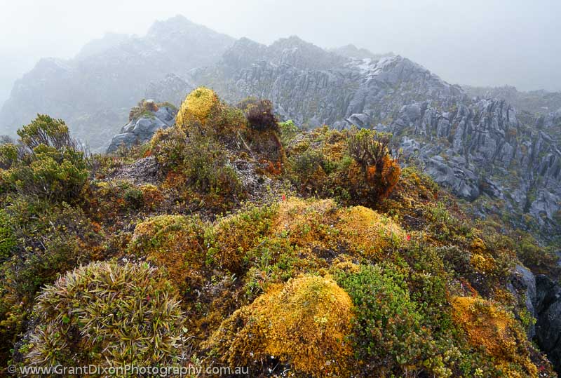image of Star Mountains moss