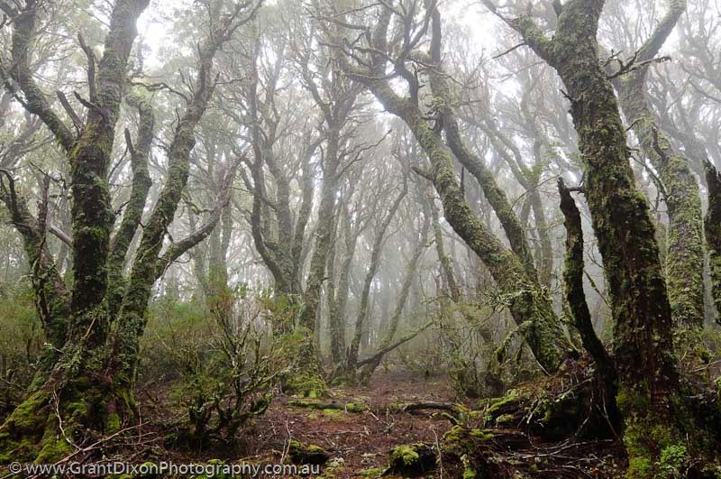 image of Rainforest mist
