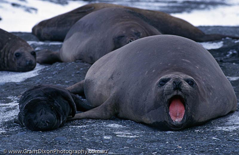 image of Elephant seal pup & female