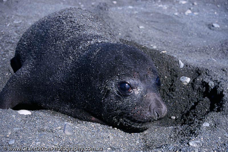 image of Elephant seal pup 1