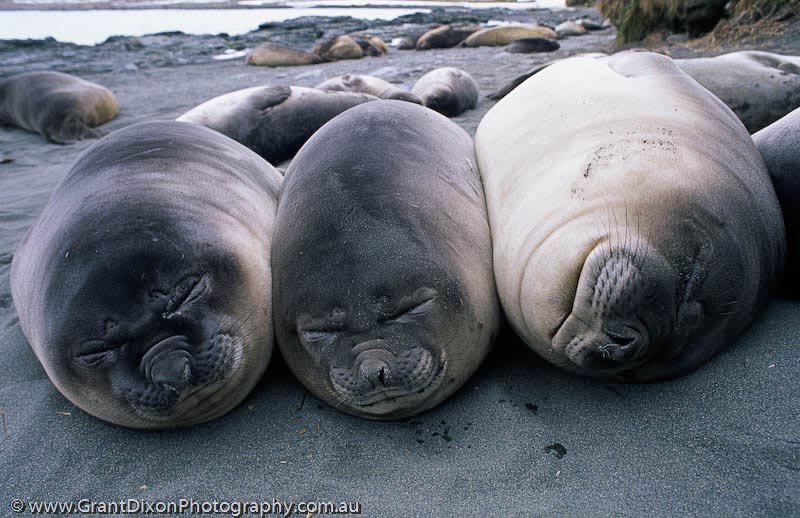 image of Elephant seal weaner sausages 1