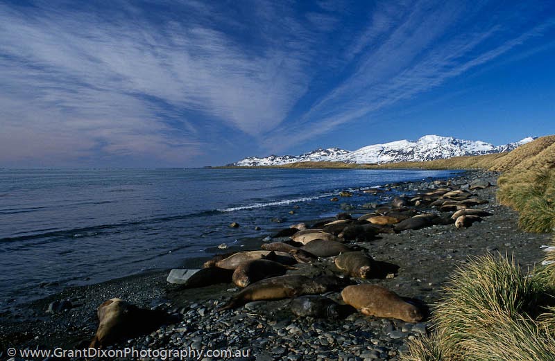 image of Elephant seal beach