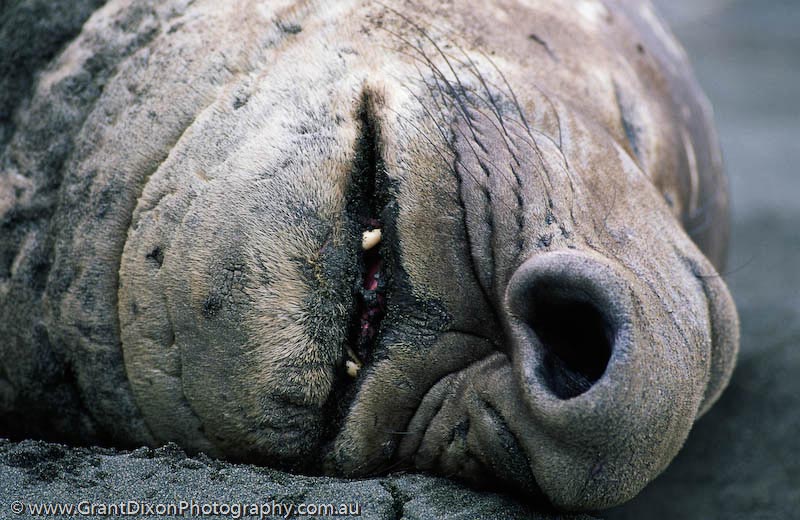 image of Elephant seal nose 3