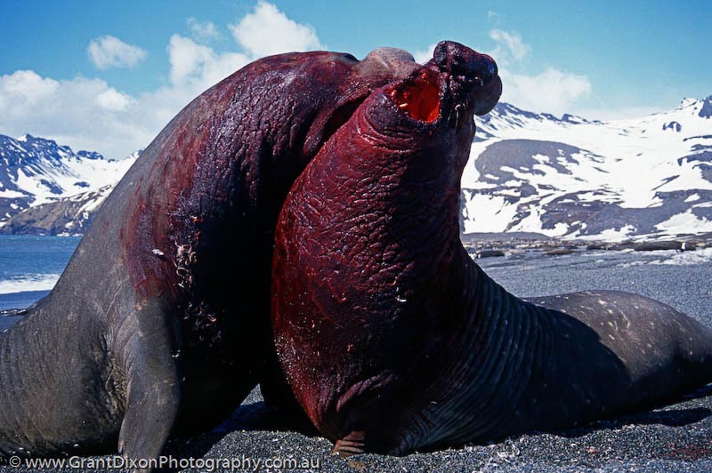 image of Elephant seal fight 1