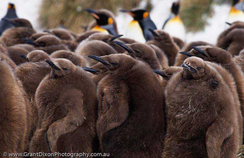image of King penguin and chicks 2, SG