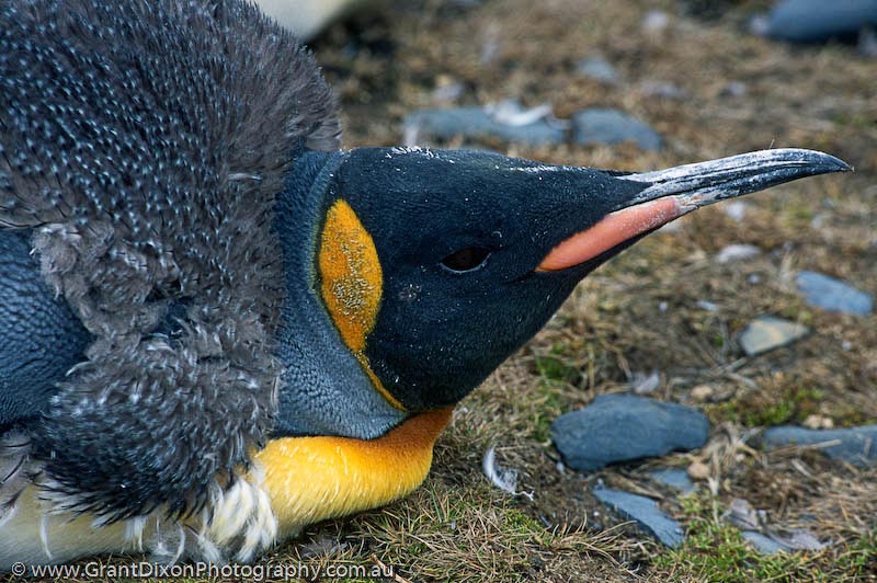image of King penguin moulting, SG