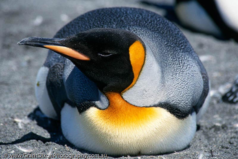 image of King penguin prone, SG