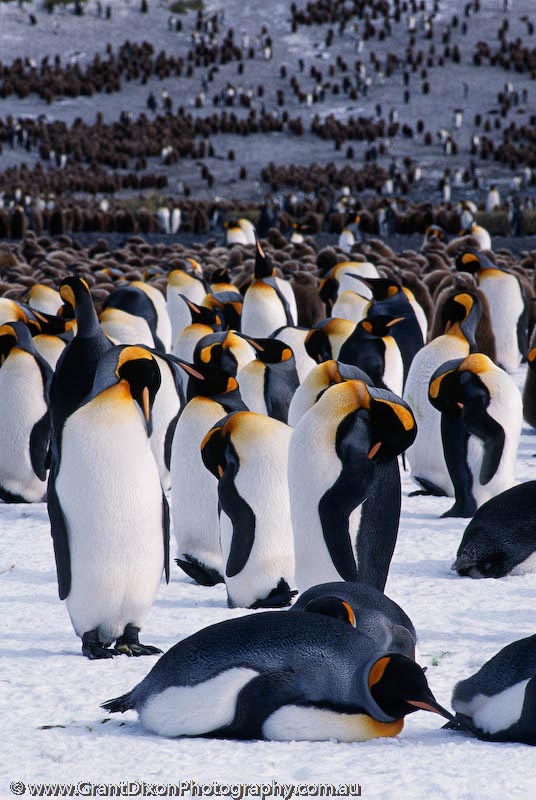 image of King penguin rookery 6, SG