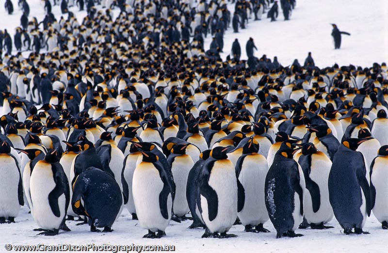 image of King penguin rookery 7, SG