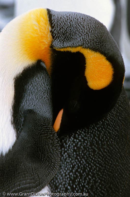 image of King penguin asleep, SG