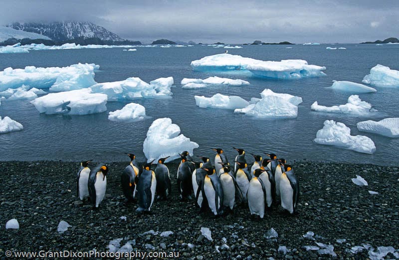 image of King penguin & icebergs, SG