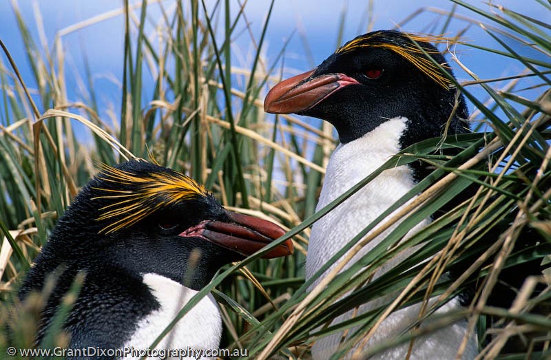 image of Macaroni penguins in grass, SG