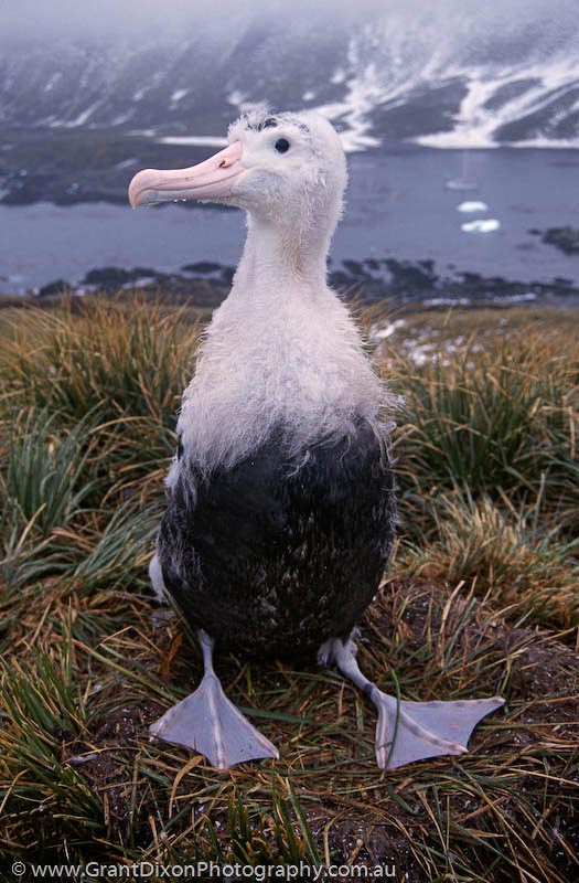 image of Wandering albatross chick, SG