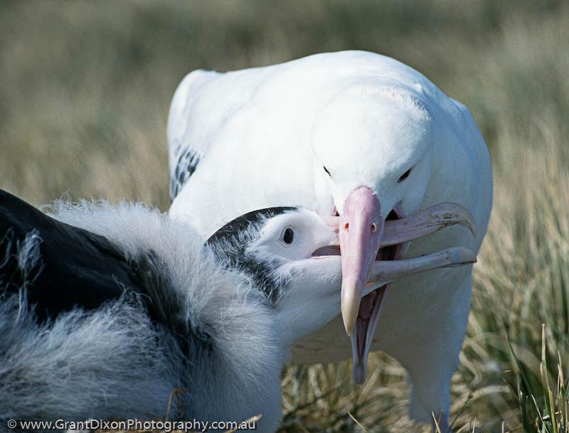 image of Wandering albatross feeding, SG