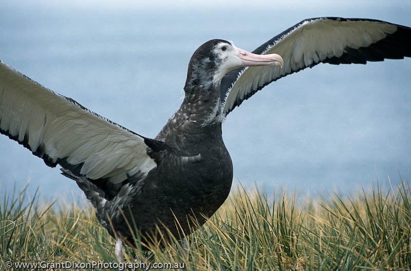 image of wandering albatross fledging, SG