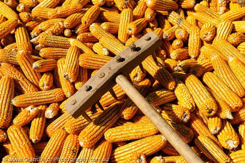 image of Corn harvest