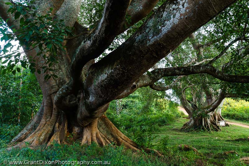 image of Shan highland trees