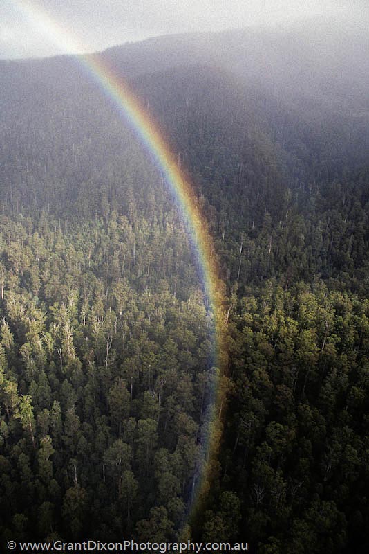 image of Styx forest rainbow