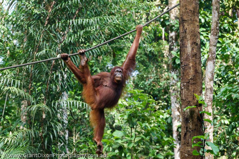 image of Semenggoh Orangutan 1