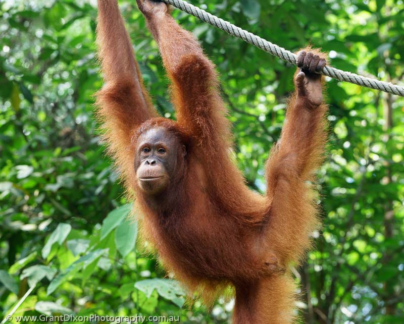 image of Semenggoh young Orangutan 1