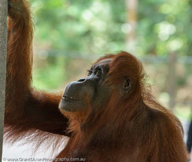 image of Semenggoh Orangutan 3