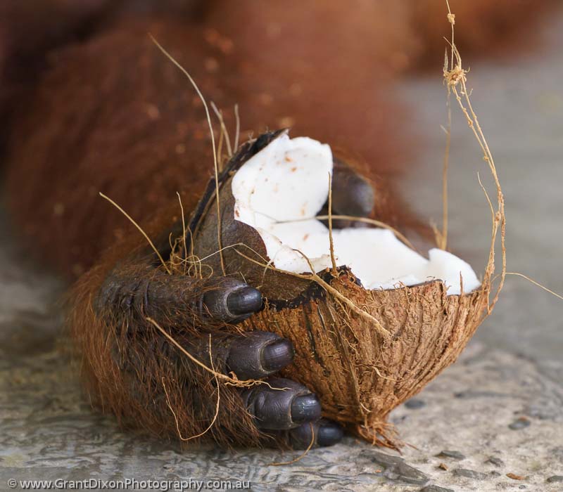 image of Orangutan hand & coconut