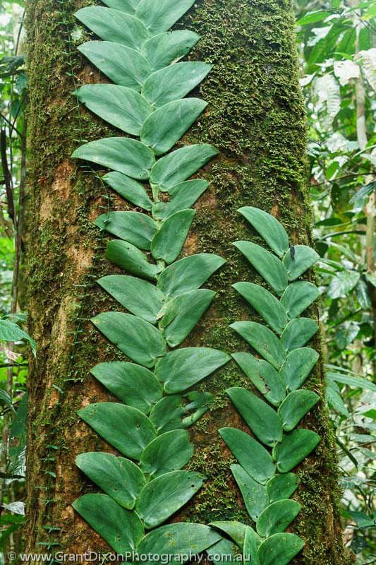 image of Climbing epiphytes