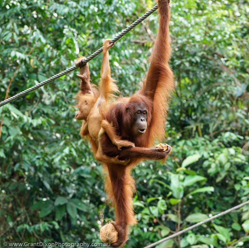 image of Semenggoh Orangutan female & baby 1