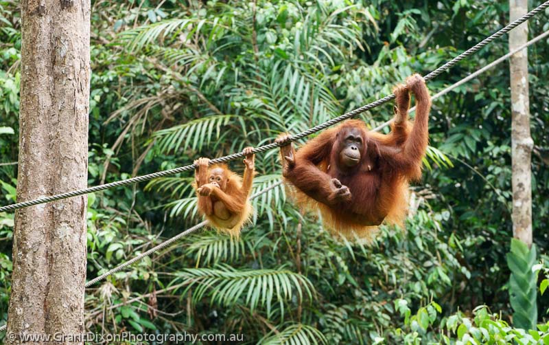 image of Semenggoh Orangutan female & baby 4