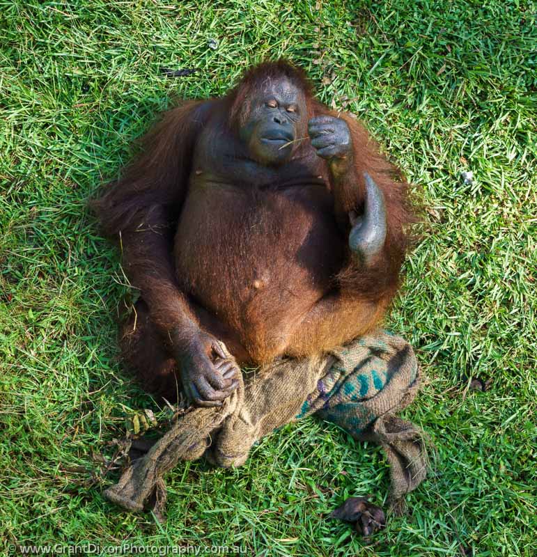 image of Matang Orangutan 1