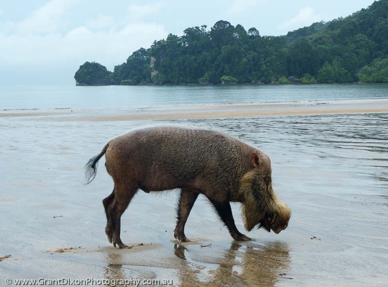 image of Bearded Pig