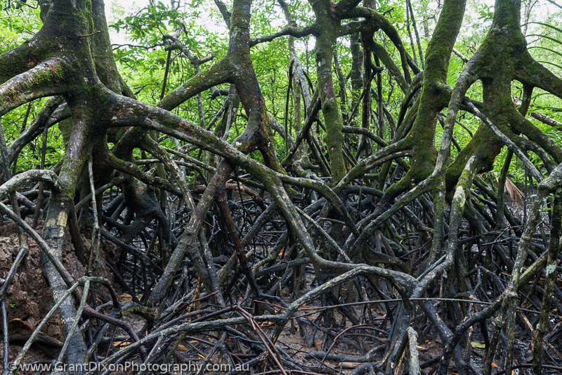 image of Bako mangroves 2