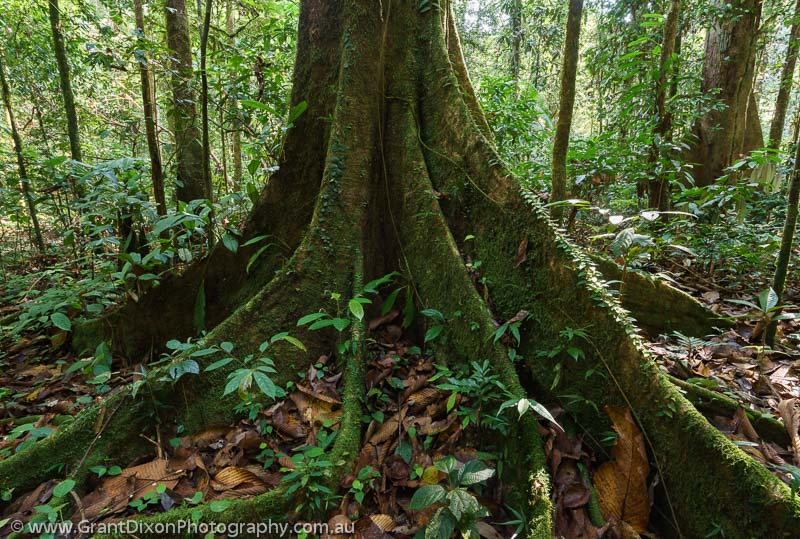 image of Mulu rainforest 1
