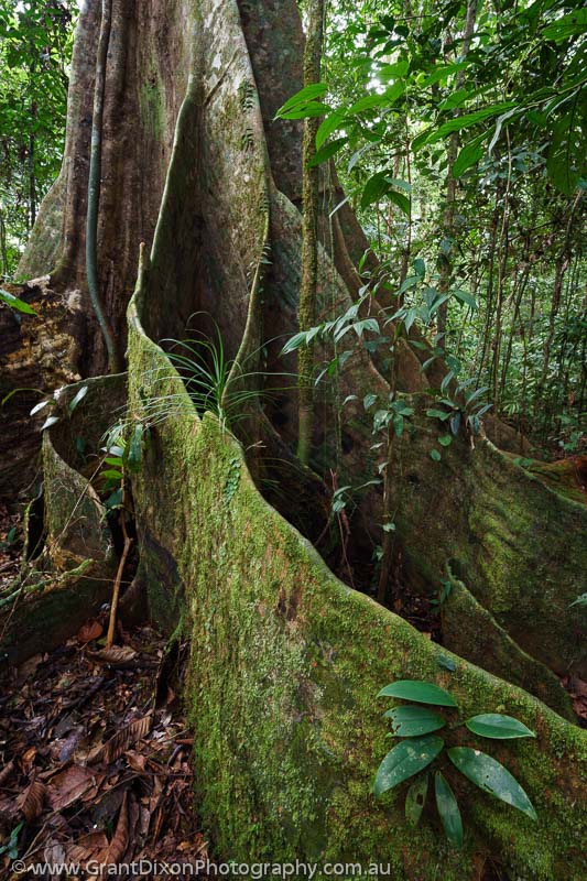 image of Mulu rainforest 3