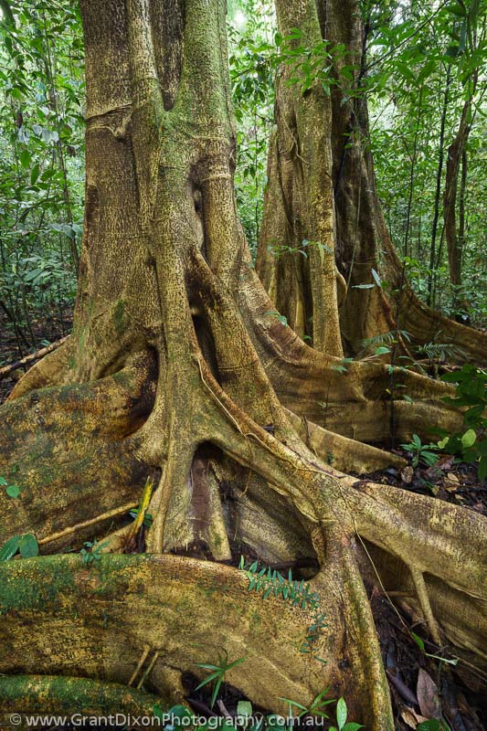 image of Mulu rainforest 5