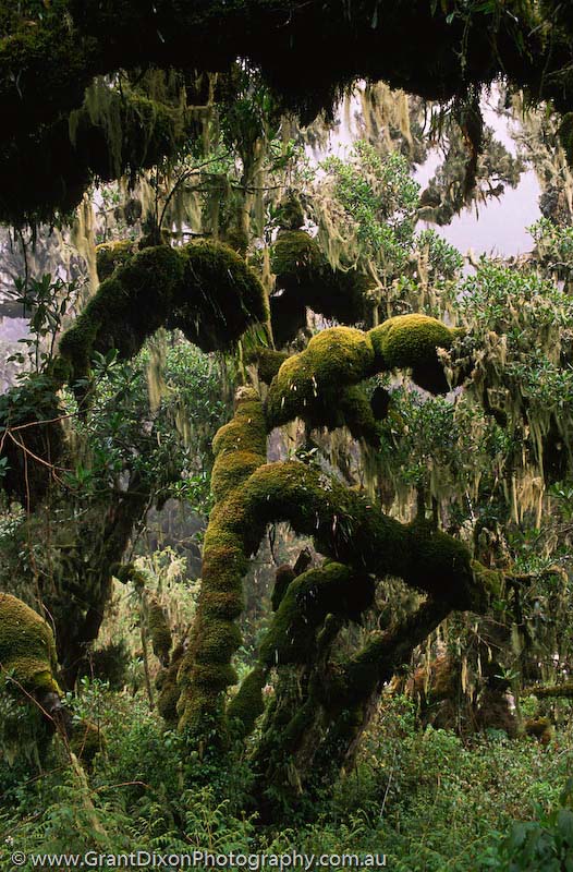 image of Bujuku moss forest 1