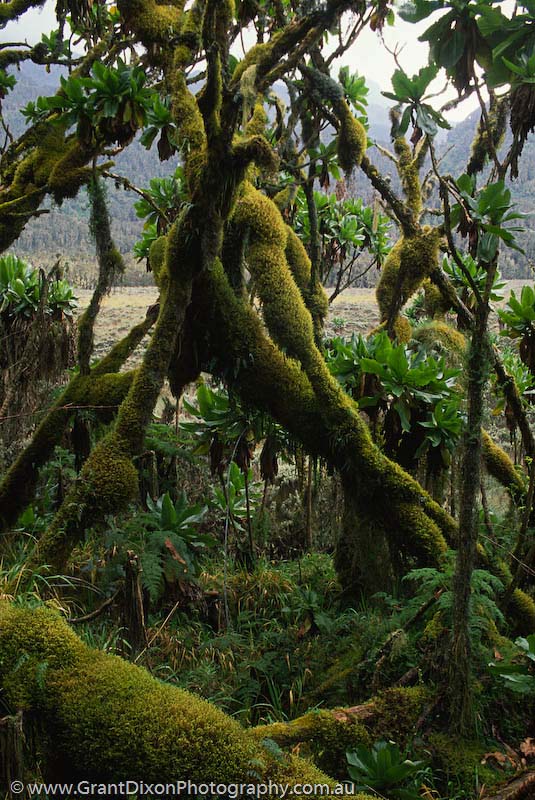 image of Bujuku moss forest 2
