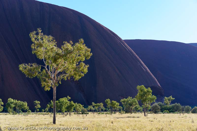 image of Uluru tree and ridge