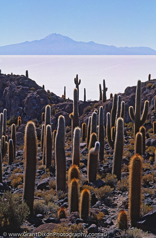 image of Uyuni cacti 2