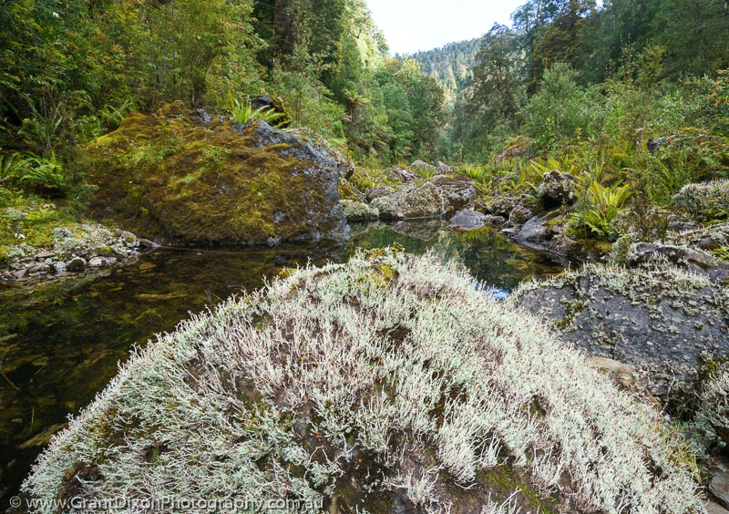 image of Salisbury lichen