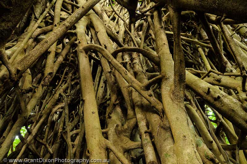 image of Malekula rainforest fig roots