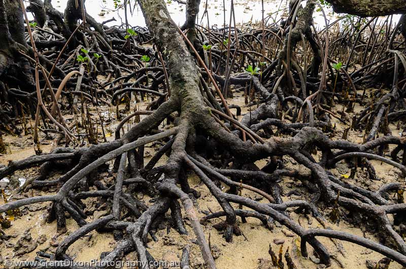 image of Akhamb mangroves