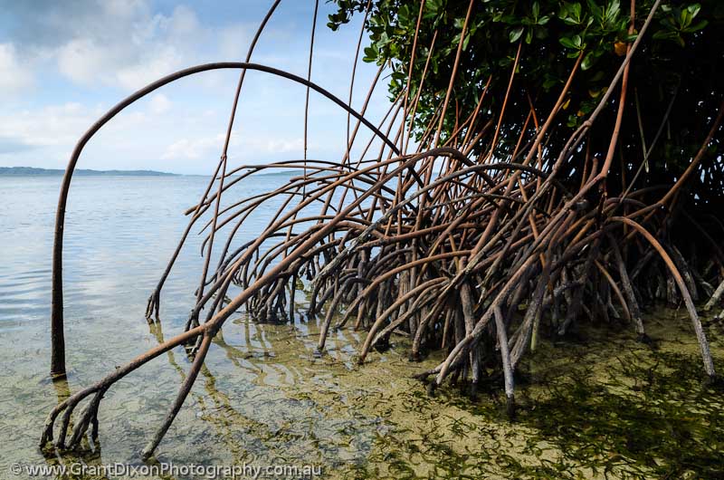image of Maskelyne mangrove roots 1