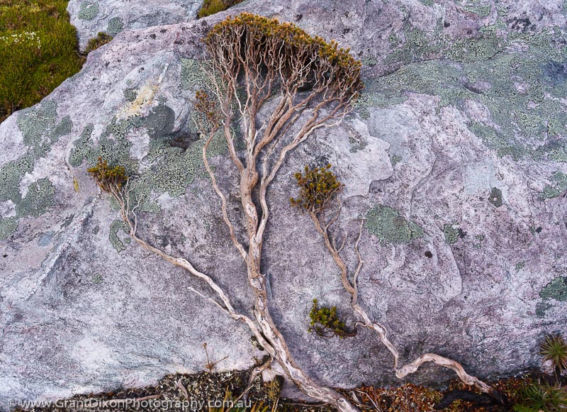 image of Quartzite & lone shrub