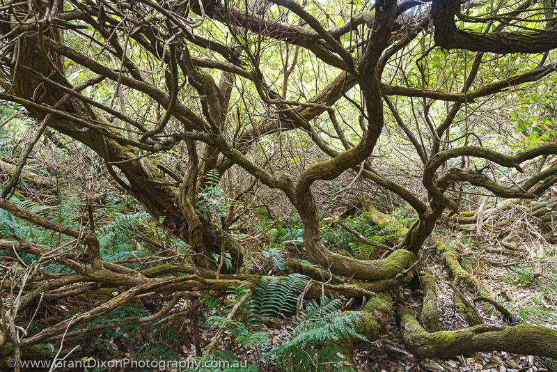 image of Hartwell tangled forest