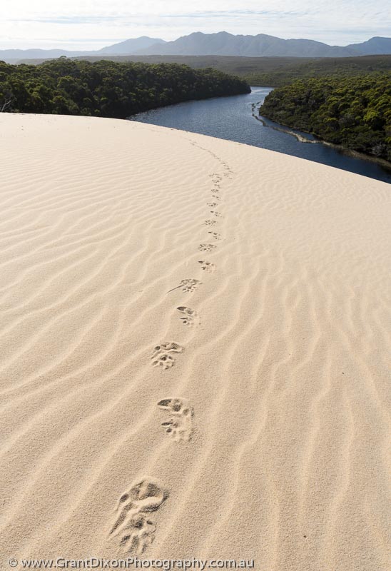 image of Giblin wombat footprints