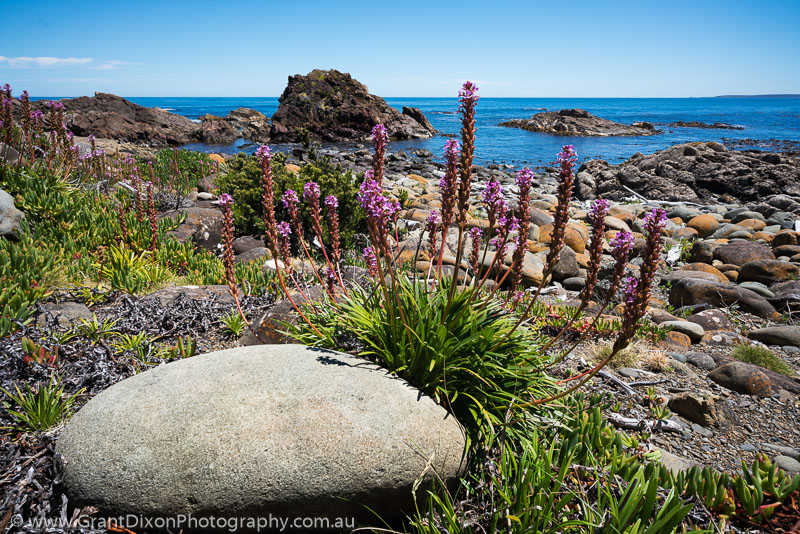 image of Driftwood Cove flowers