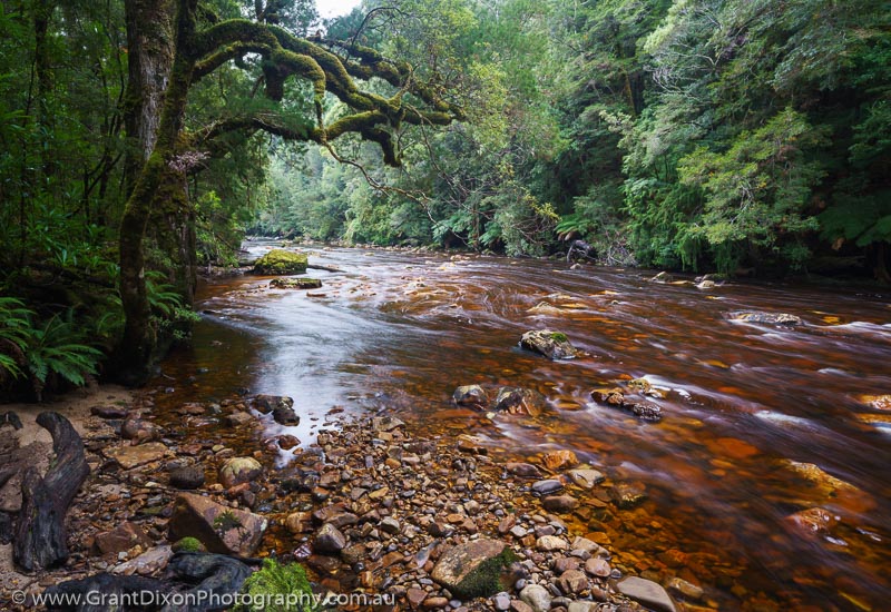 image of Wilson River rainforest 1