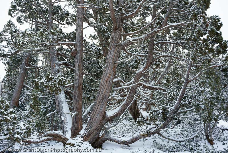 image of Snowy Pencil Pine 3